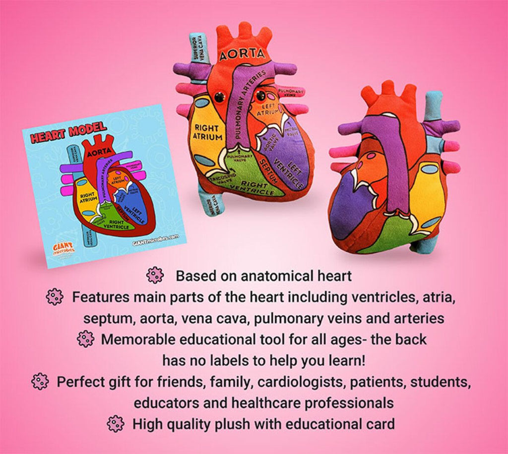 Heart Model