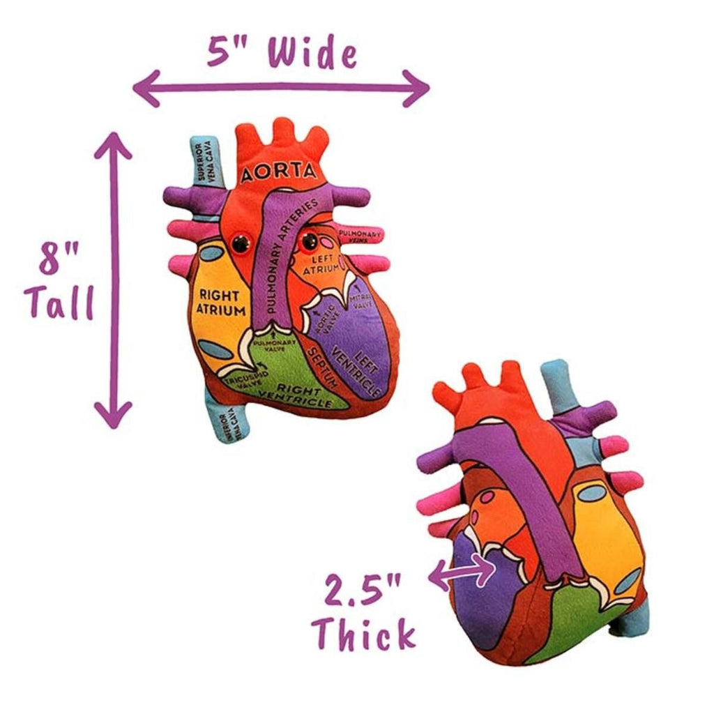 Heart Model