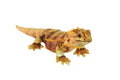 Living Earth Bearded Dragon