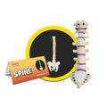 Spine