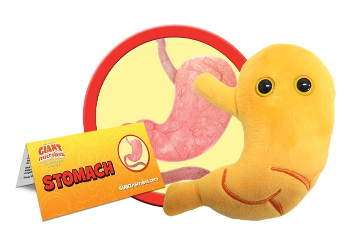 Stomach organ