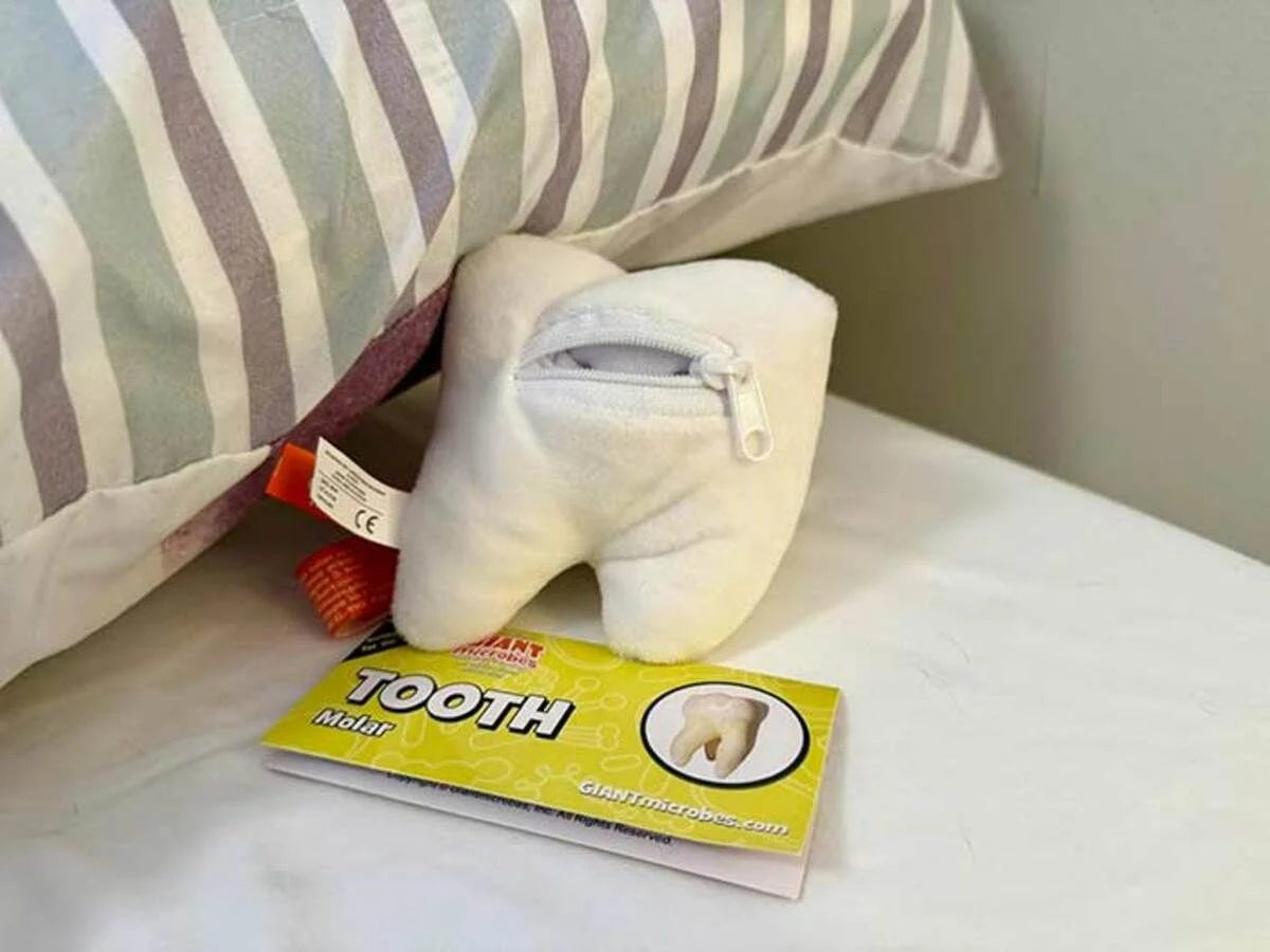 Tooth (Molar)