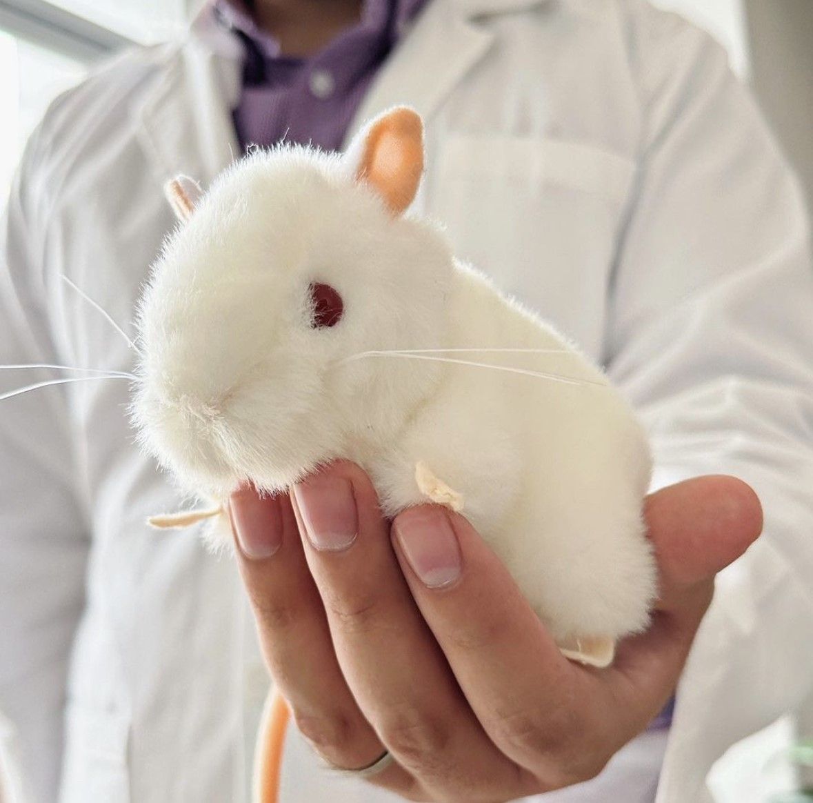 White Lab Mouse